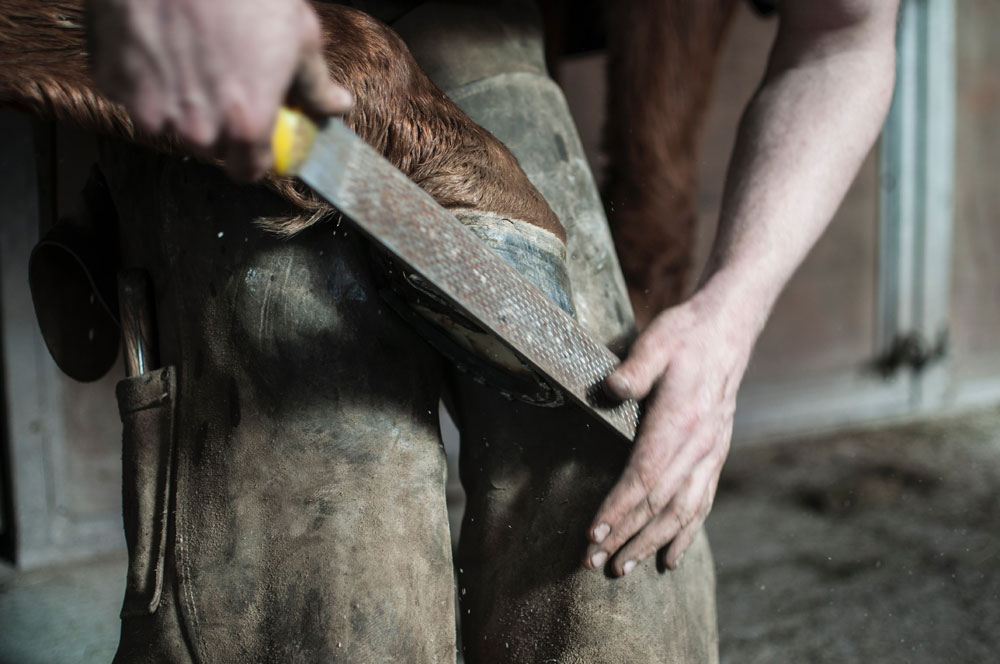 New Forest Farrier Hoof Care