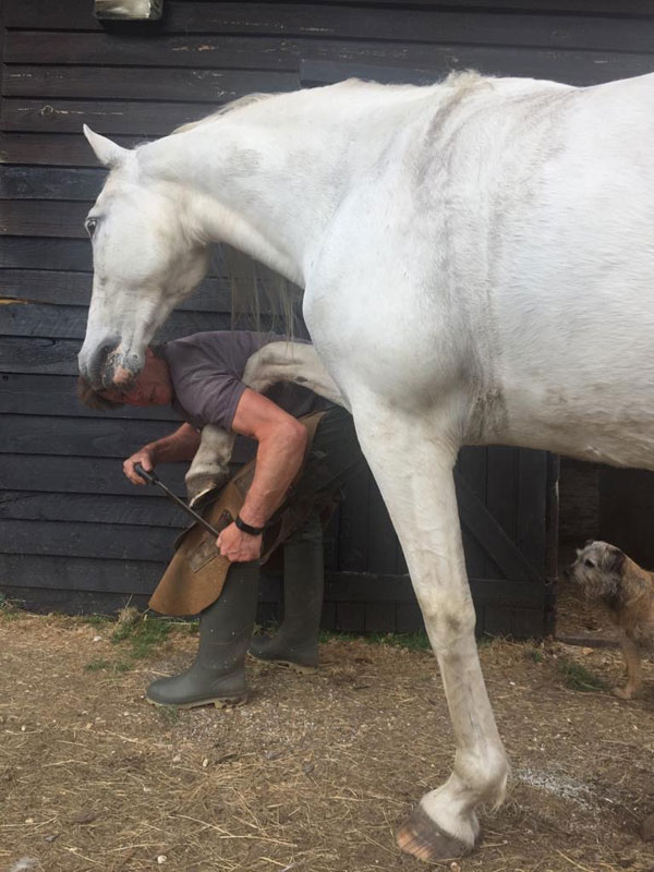 New Forest Farrier Hoof Trimming