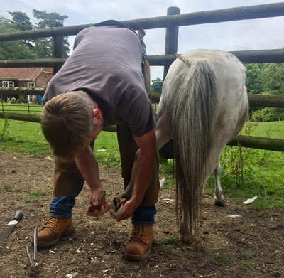 New Forest Farrier Remedial Care